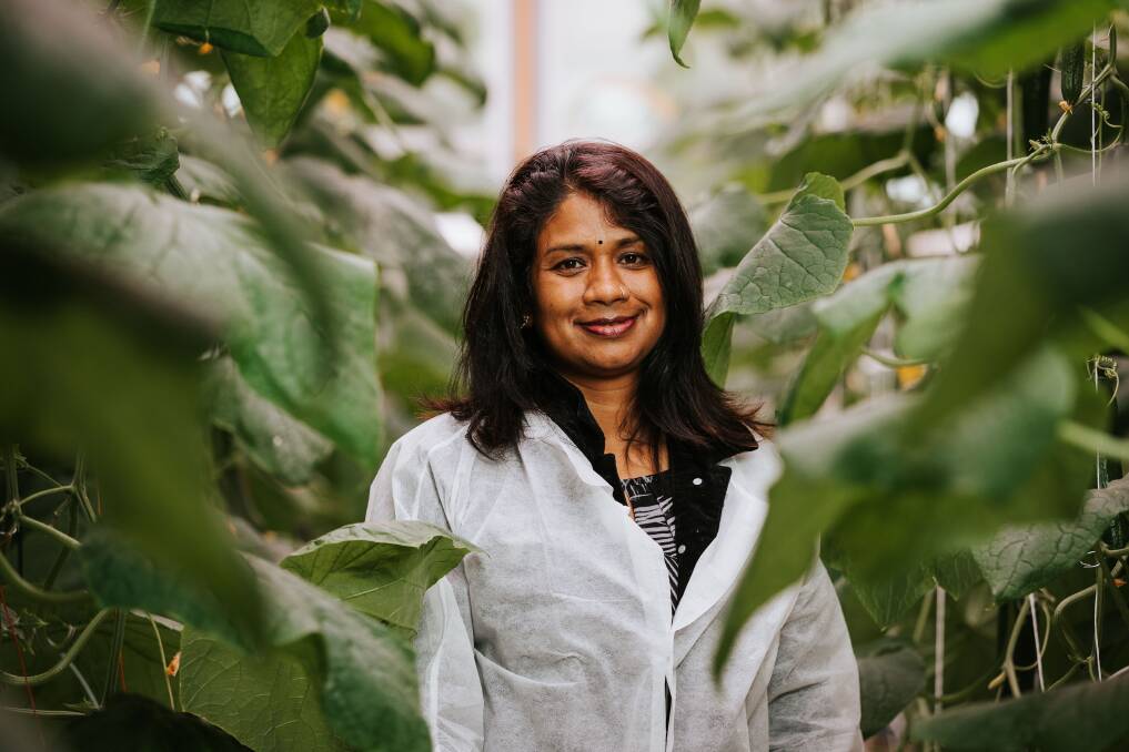 LEAD: Western Sydney University's Dr Nisha Rakhesh is one of the many leading researchers working at the Hawkesbury Institute for the Environment pioneering glasshouse crop production.