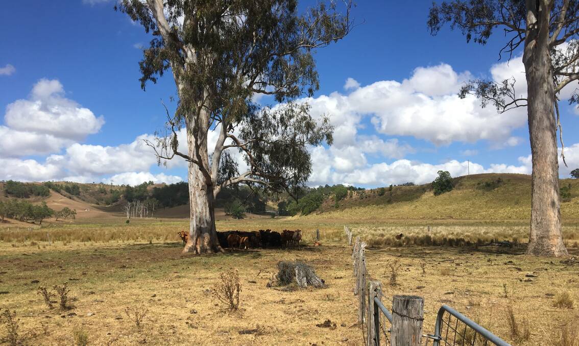 HABITAT: Paddock trees are vital to providing shelter for many bees, nesting or resting, and those bees will improve any flowering crop around them, says bee researcher Dr Katja Hogenboorn.