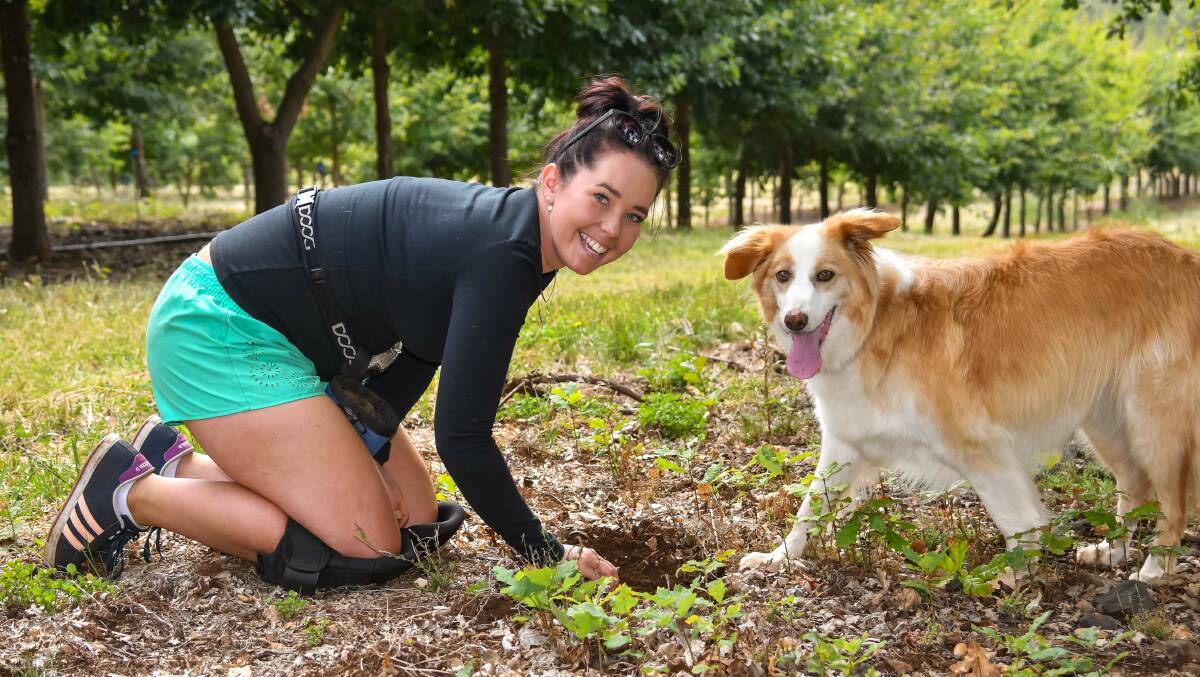 DIG IN: Sherette Philpott with Bickie digging for truffles on the farm. Picture: Simon Sturzaker