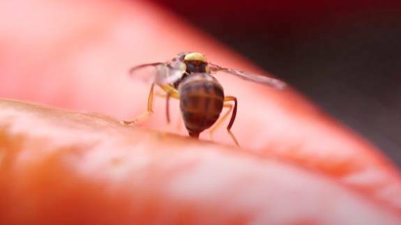 WARNING: Experts have warned gardenders to be on the lookout for Queensland fruit fly.