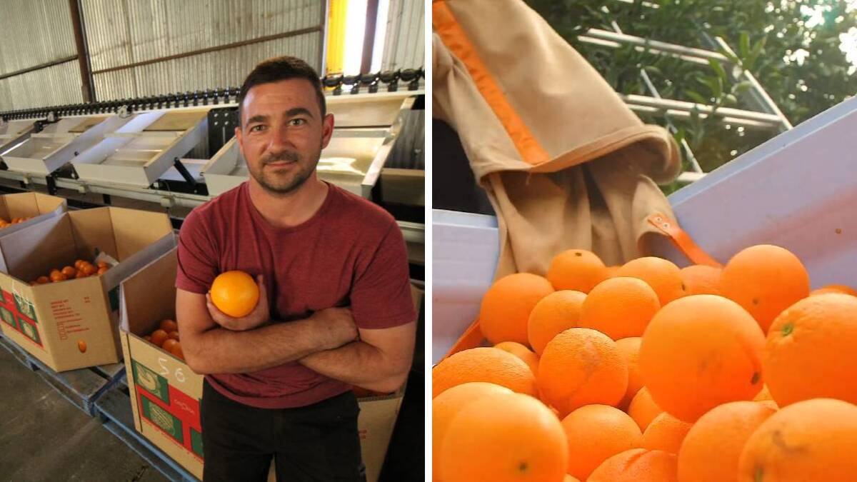 WORRY: MIA citrus grower Vito Mancini says the current seasonal worker shortage - caused by the national border lockdown - should be of major concern to all growers.