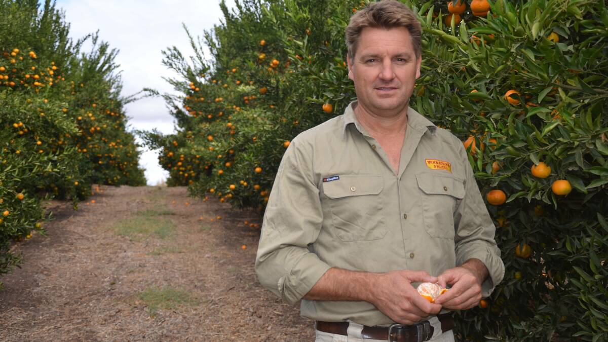 MOUNTING CONCERN: Murtho citrus and stonefruit grower Ben Haslett is hoping pre-harvesting baiting procedures continue to be recognised as an adequate treatment method for fruit. 