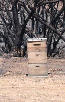 BURNT: About 1000 hives were lost on KI in the summer bushfires.
