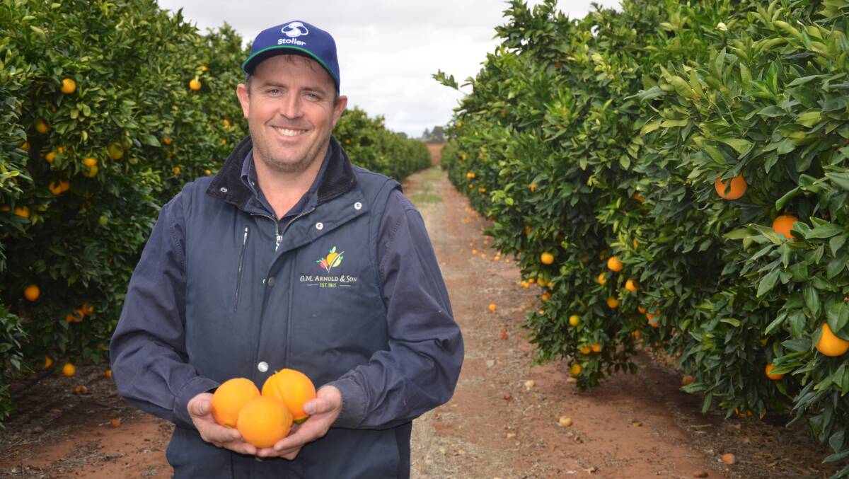 POSITIVE: Waikerie citrus grower David Arnold is enjoying a good citrus harvest in terms of both yield and quality, but challenges remained.