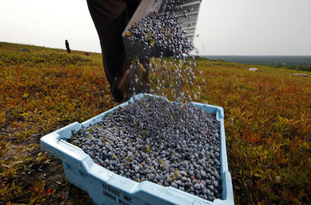 ROUGH: It's alleged blueberry pickers have been made to work seven days a week for less than minimum wage. Picture: AP