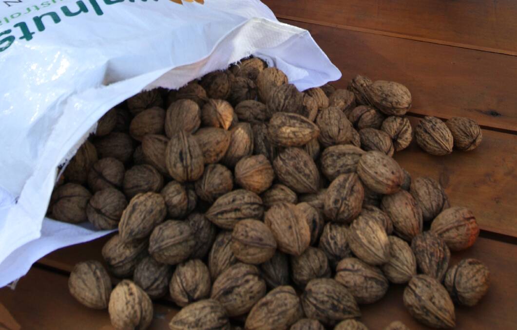 Webster walnuts