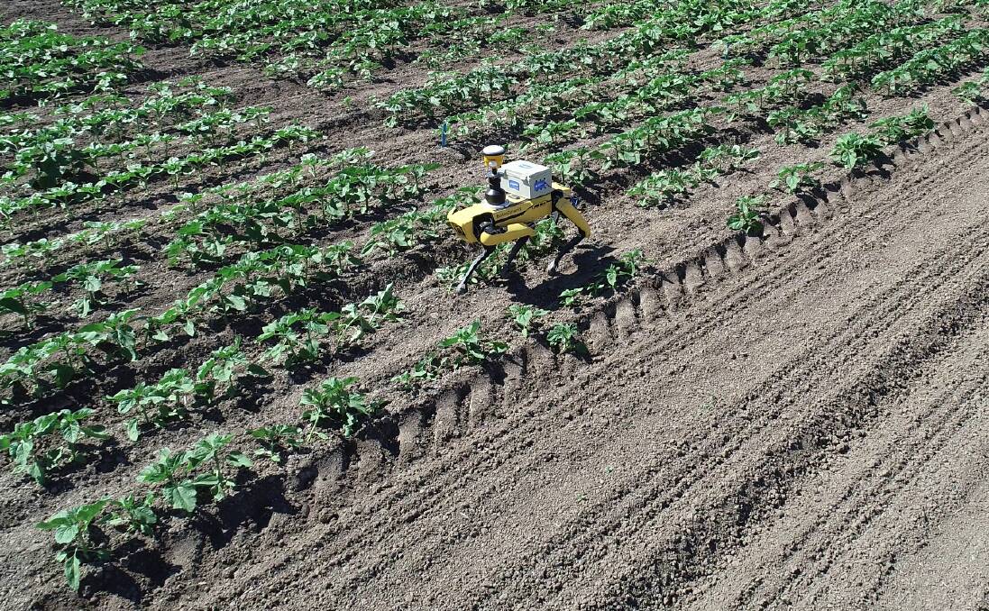 Robots likes Spot can 'walk' along the rows in crops like corn and sunflowers.