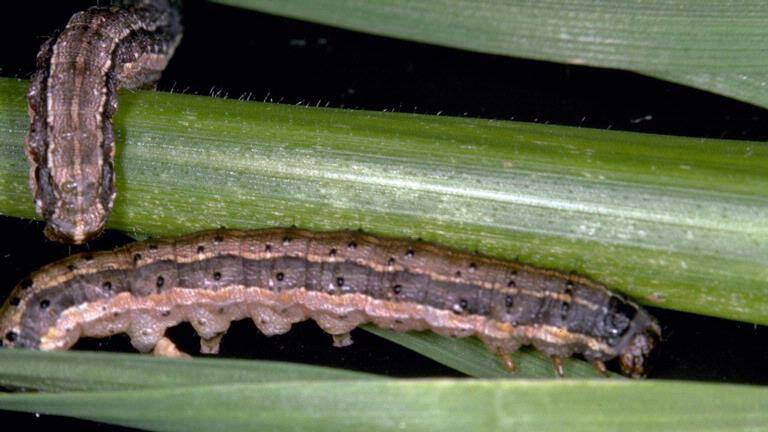 BUGS: Two fall armyworm larvae on a corn stalk. Picture: Frank Peairs, Colorado State University, Bugwood.org