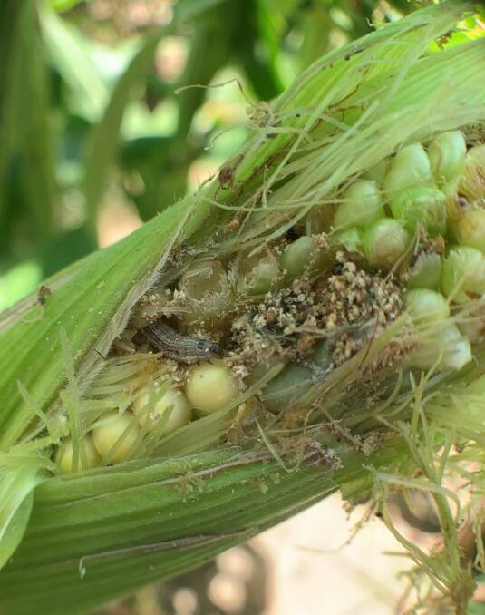 The Fall Armyworm Continuity Plan provides a basis for designing area wide management plans and crop specific management manuals. Picture: Dr Melina Miles