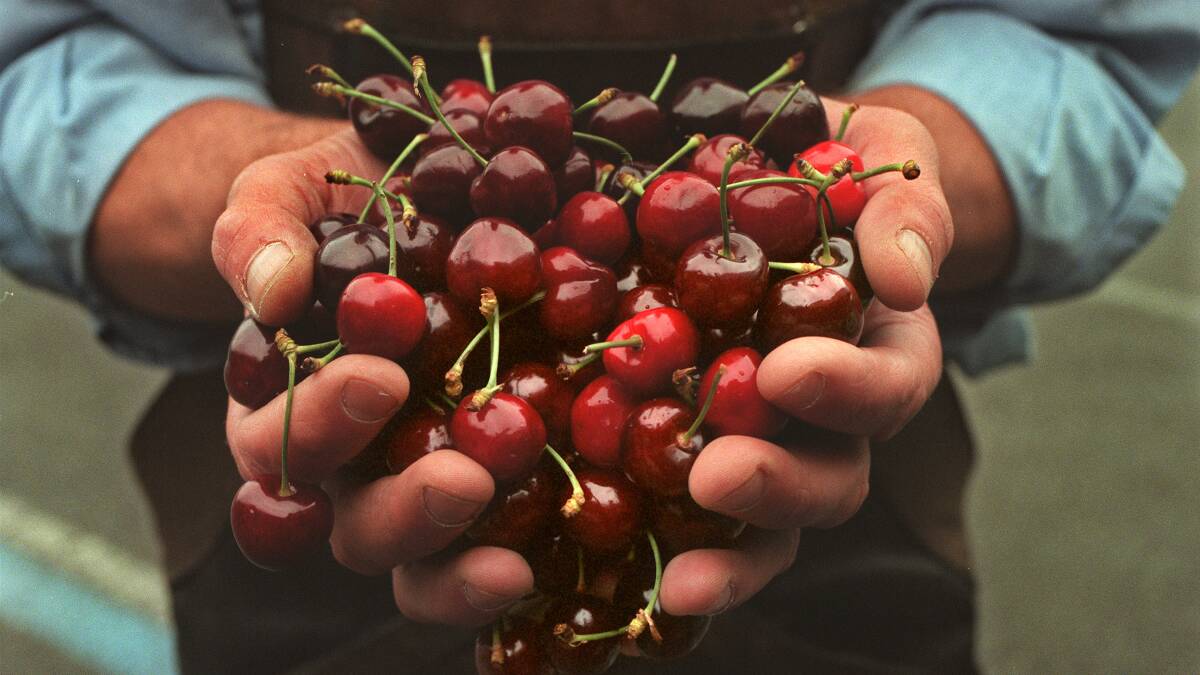 Expert says southern hemisphere cherry growers should consider Europe