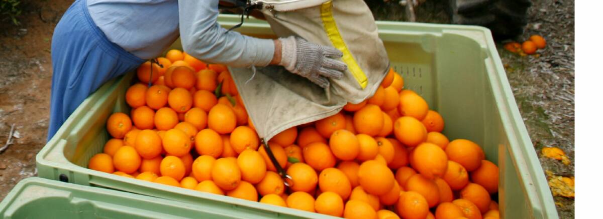 Citrus Aust has win on workers