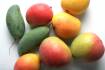 Future mango varieties require careful treading