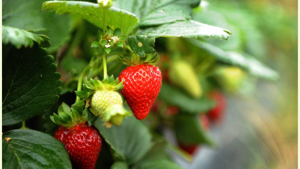 Qld strawberry body labels media reports “overblown”