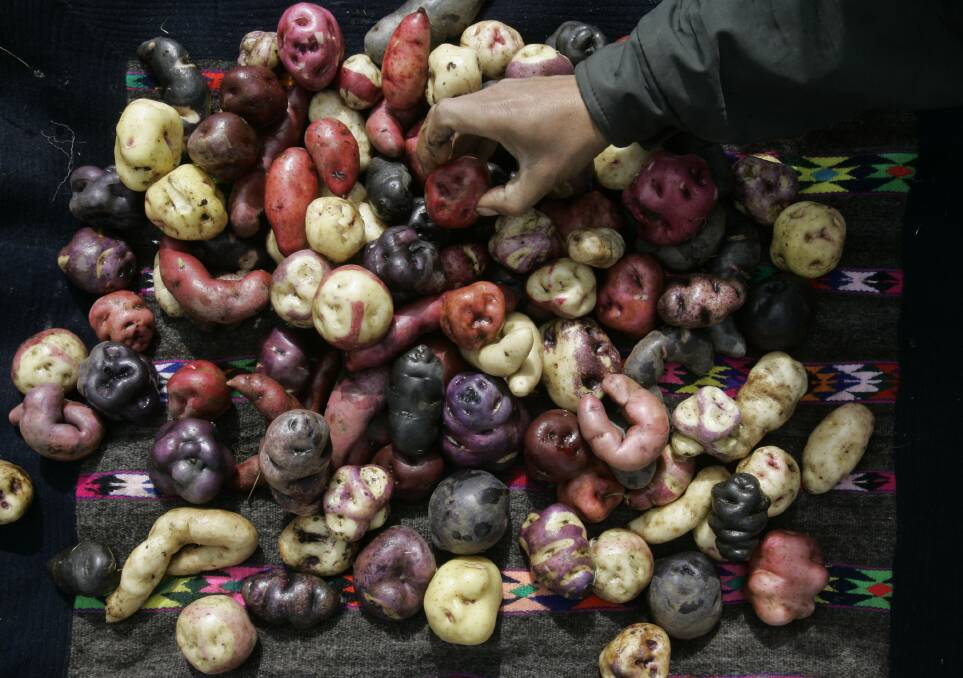 POTATO PORTAL: Peru boasts about 4000 varieties of potatoes with about 700,000 Peruvian potato farmers doing the work. 