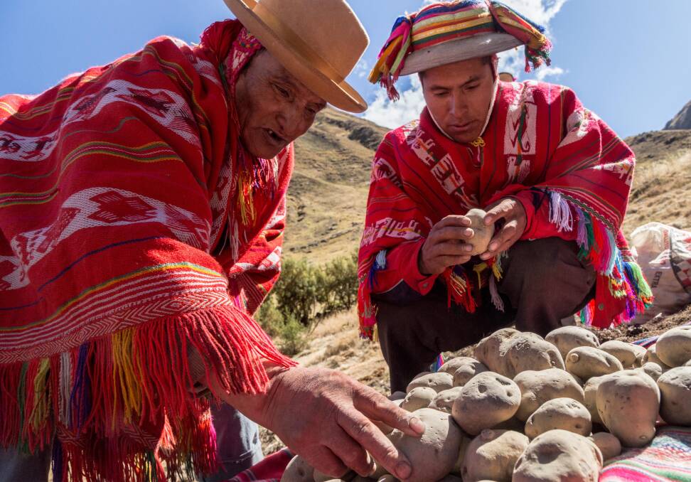STAPLE: Peruvian potato growers inspect their crop. Potatoes are an important food crop in Peru which will host the 10th World Potato Congress this month. 