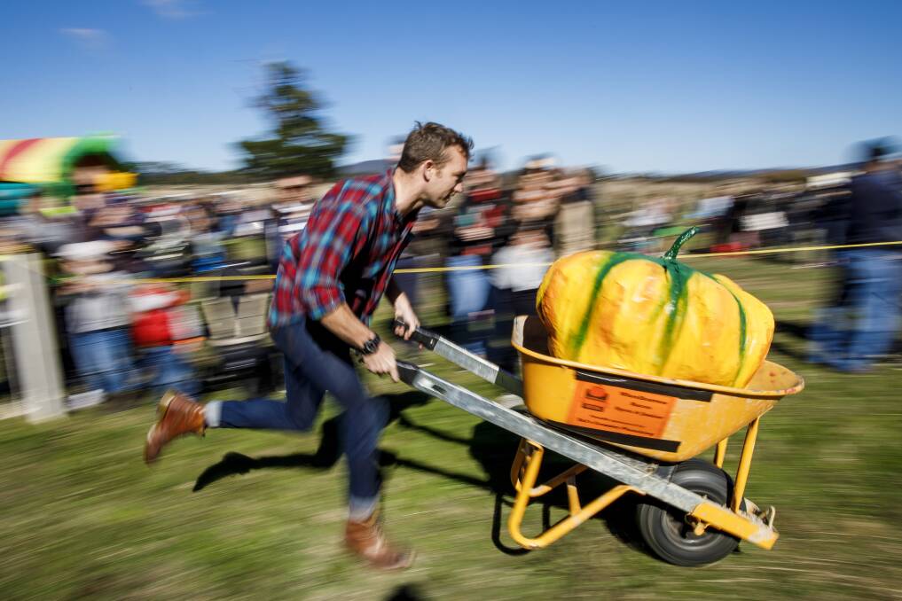 TOP SPEED: Michael Baylis in the wheelbarrow racing at the 2017 Collector Pumpkin Festival. Photo: Sitthixay Ditthavong