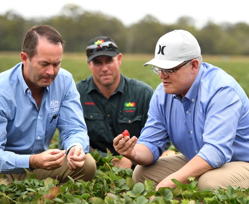 PICKED: Australian Prime Minister Scott Morrison (right) and the Liberal Member for Fisher Andrew Wallace (left) are watched by farmer Brendon Hoyle as they sample strawberries during a visit to the Ashbern strawberry farm on the Sunshine Coast last month. Photo: AAP Image/Dan Peled
