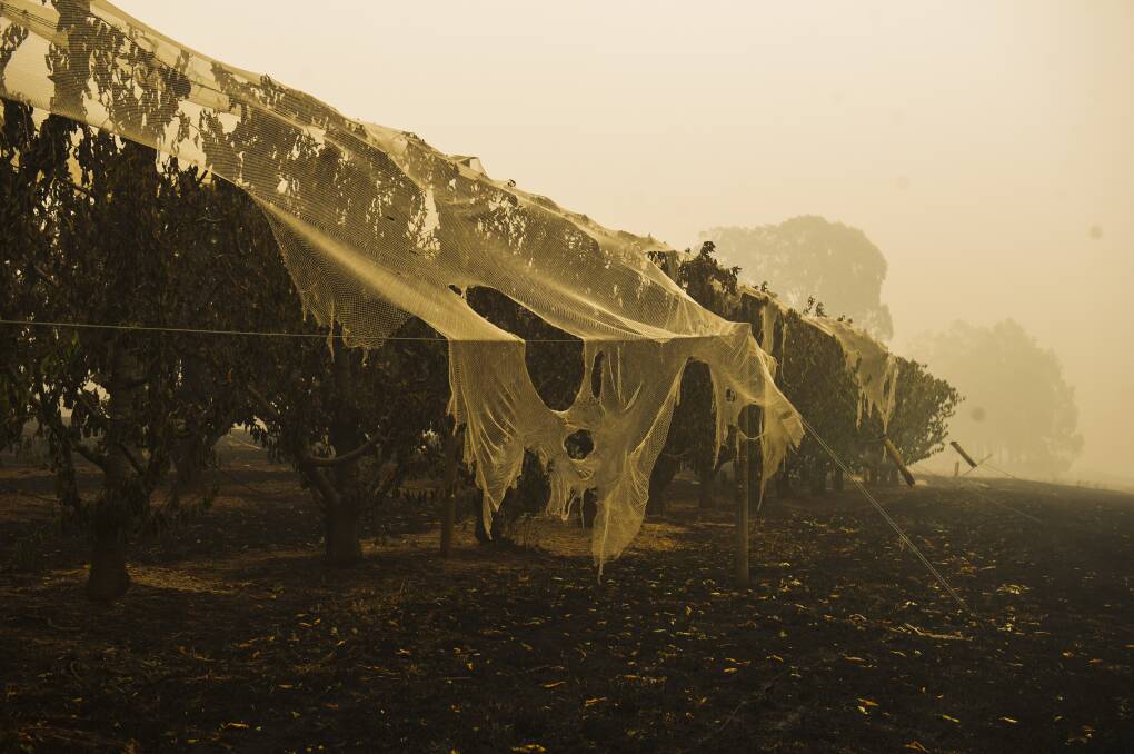 HIT: Damage at a Batlow orchard after the Dunns Road fire hit in January. Picture: Dion Georgopoulos