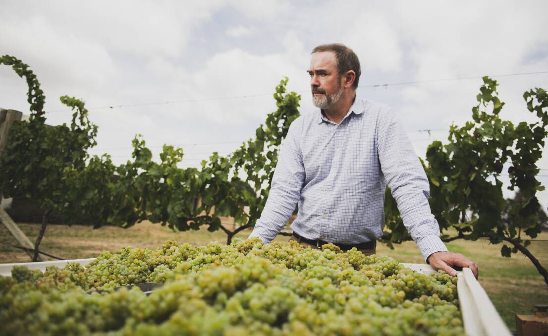 TAINTED: Chief winemaker of Clonakilla Wines in Murrumbateman Tim Kirk has scrapped his 2020 harvest due to the smoke taint. Picture: Dion Georgopoulos