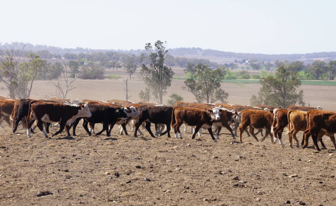 HARD: Byron Pastoral has drastically destocked to manage its feed through the drought.