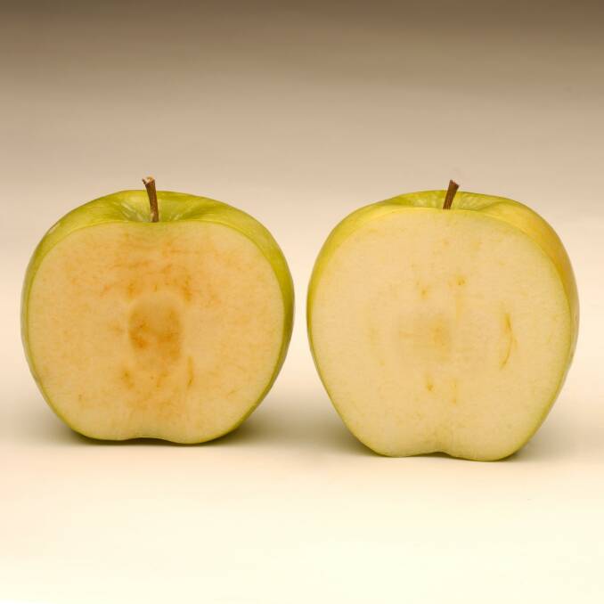 CSIRO gene editing technology to stop apples browning when cut, damaged or bruised (like the one on the left) has been deployed by a Canadian company in the consumer market.
