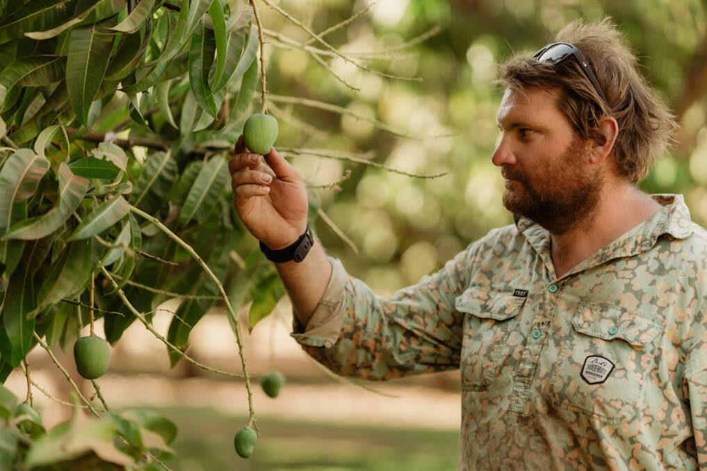Luke McMullin checks on maturing mangoes. Picture supplied
