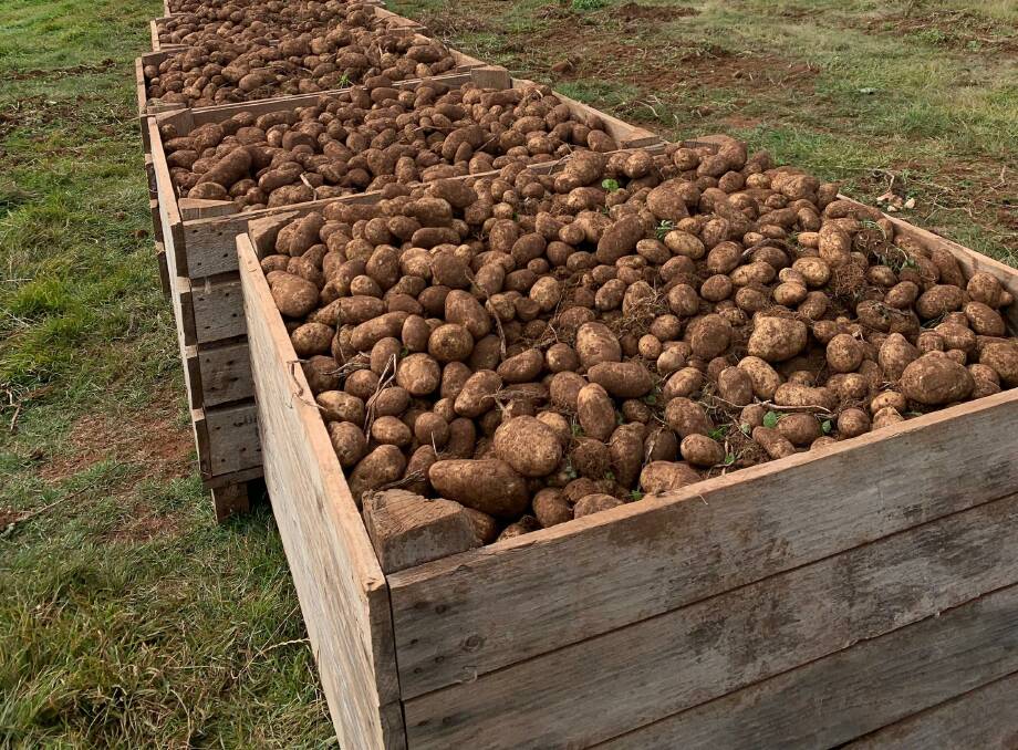 OUTPUT: The potato yield at Trentham Potato Co. Photo: Supplied