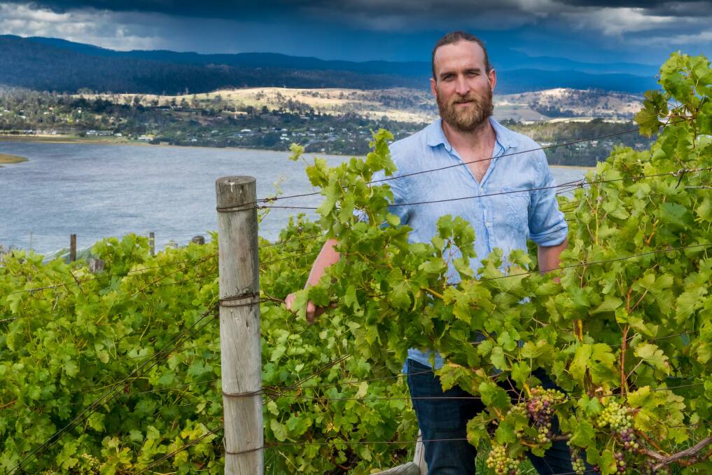 PATIENCE: Mr Rush said he is waiting for the grapes to ripen on the vines, and the pinot gris grapes were about three weeks away from harvest. The wine will be ready in about three to six months.