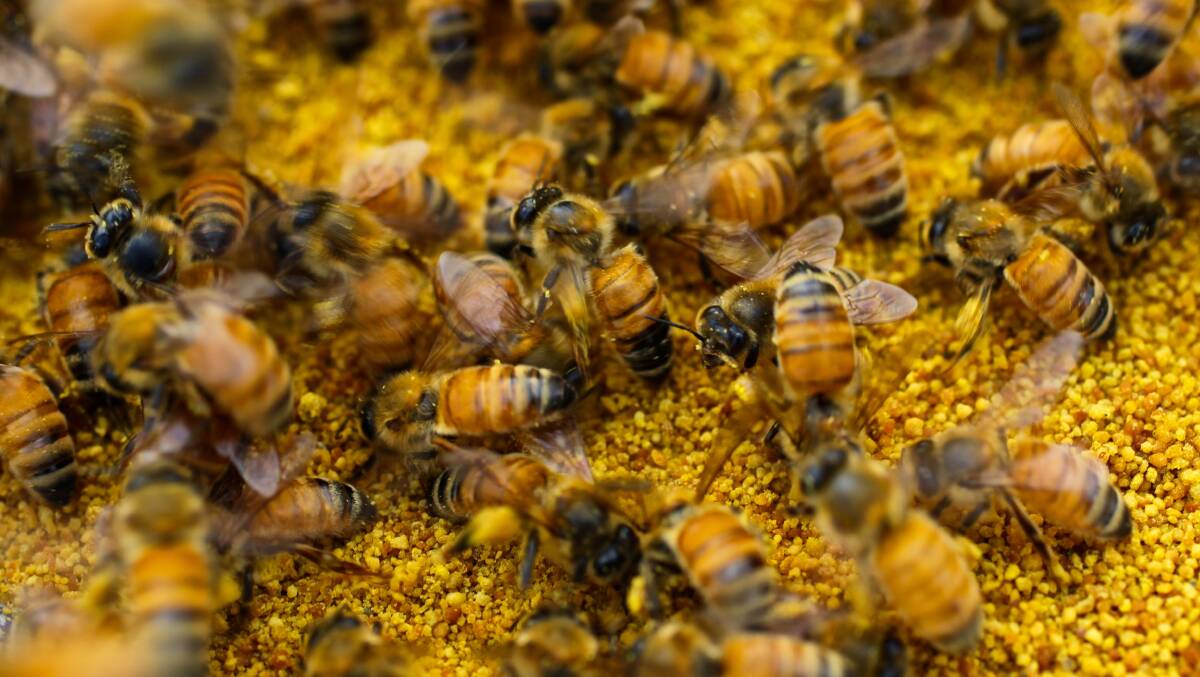 Beekeeper pleads guilty to bringing in diseased hives