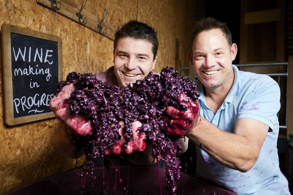 JUICING: Craig Mitchell and John Harris with grapes to be used for their winemaking program at Mitchell Harris Wines. Photo: Luka Kauzlaric