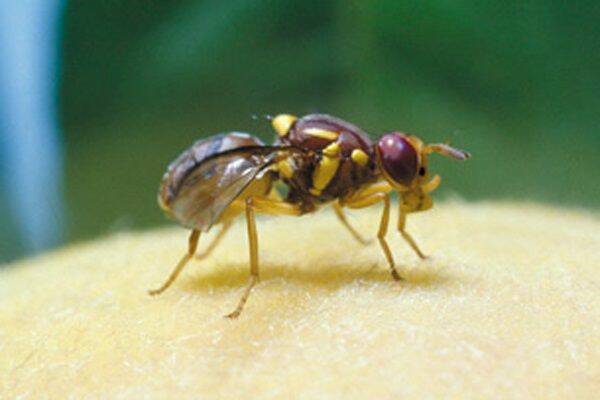 Fruit fly back in town for SA