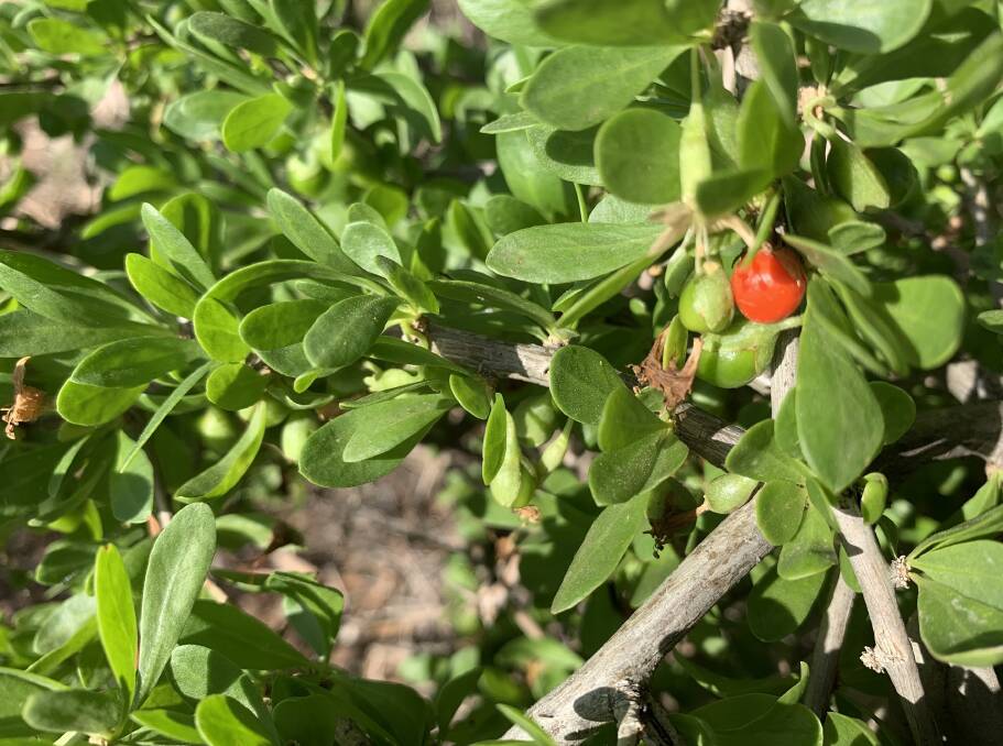 CONTROL NEEDED: Murraylands and Riverland Landscape Board urges landholders to control African boxthorn infestations on their properties and roadside. 