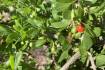 Prickly invader offering fruit fly haven