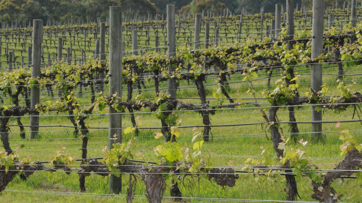 Increased global wine grape harvest eases prices