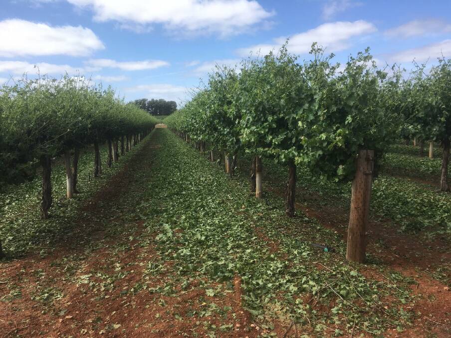 SHREDDED LEAVES: Hailstorm damaged vineyard at Monash. 
