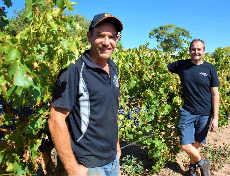 SOLID VINTAGE: Kalleske Wines' Kym and Troy Kalleske, in their Greenock vineyard that has performed well this vintage. 