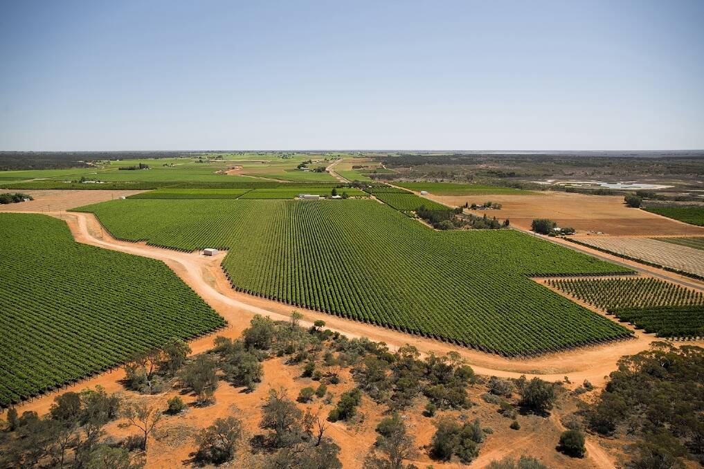 Australian wine prices hold firm despite global softening