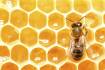 Honey to get traceability program and library