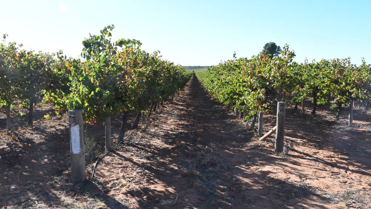 A wine sector working group will visit the Riverland in the next month as it tries to address challenges faced by winegrape growers. File picture