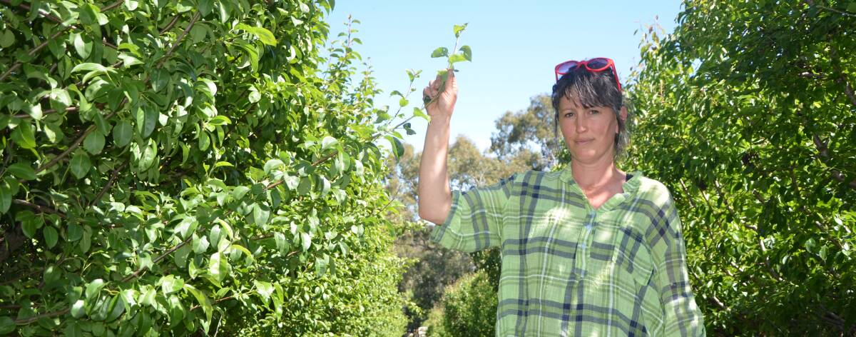 NOT NEEDED: Lisa McCarthy, McCarthy Orchards, says PFAS-contaminated waste is the last thing needed in a food and wine bowl like McLaren Vale.
