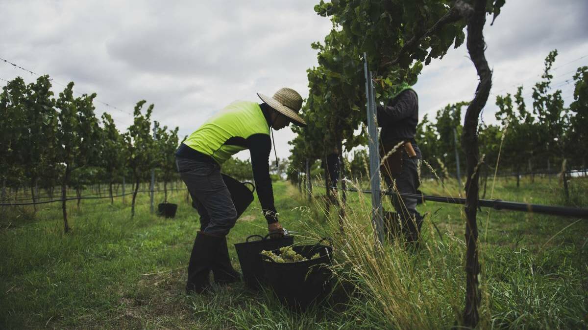 WORKING: Like many states, South Australia has suffered with a reduction in labour but it's hoped a new scheme will help correct that. 