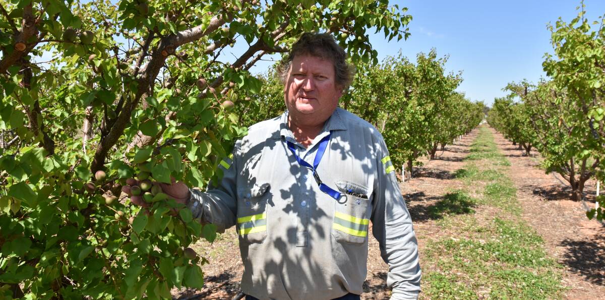 DECISION TIME: Waikerie stonefruit grower Kris Werner is considering downsizing or leasing out his water entitlement rather than growing, as the industry continues to be hit by reduced water allocations and prolonged drought.