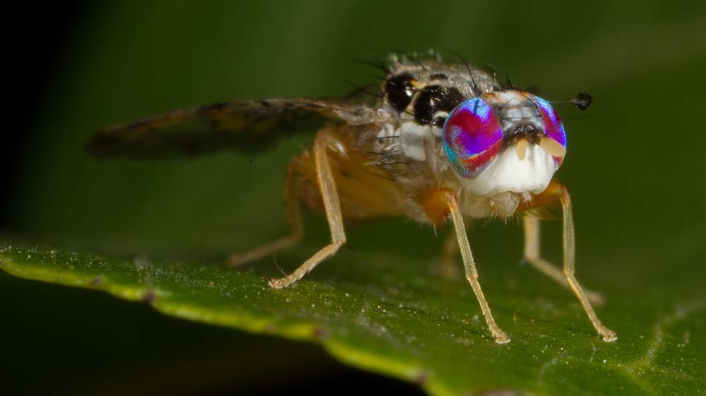 TARGET: The federal government has increased funding to help tackle the fruit fly.