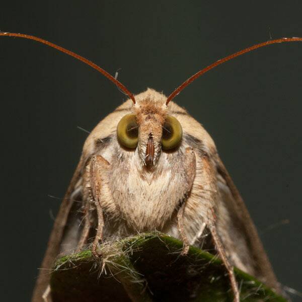 BE MINDFUL: Keep an eye out for Helicoverpa moths.