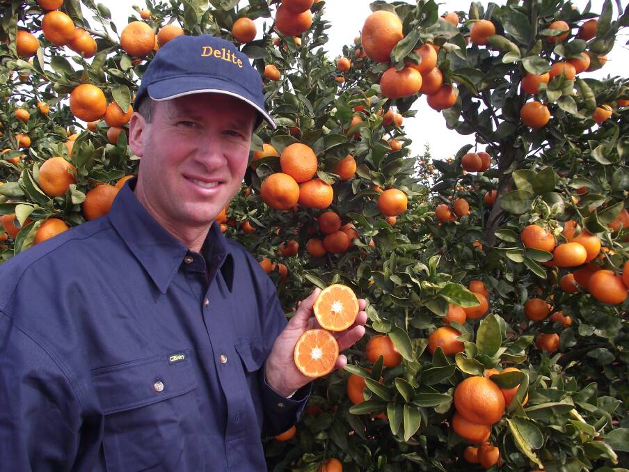 INNOVATION: Leeton grower Dean Morris, Moricom Orchards, had an inkling we could get 12 brix or better by reducing the water applied for the last 12 weeks of the growing season.