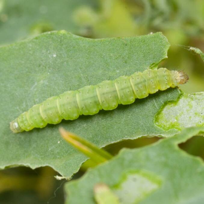 BE ALERT: Budworm larvae can be real pests.