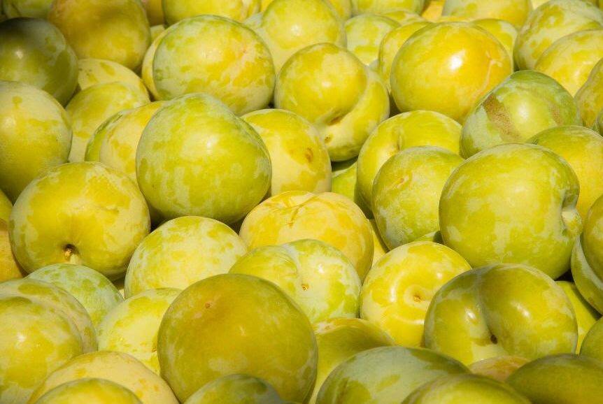READY TO EAT: Marketing is about to ramp up for King Midas yellow plums.