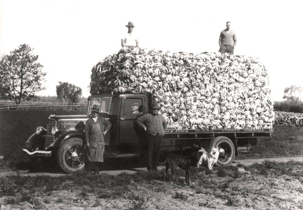 TRUCKLOAD: John Campbell of Terara produced this mammoth load of cauliflowers in the early 1900s. Image supplied by the Shoalhaven Historical Society.
