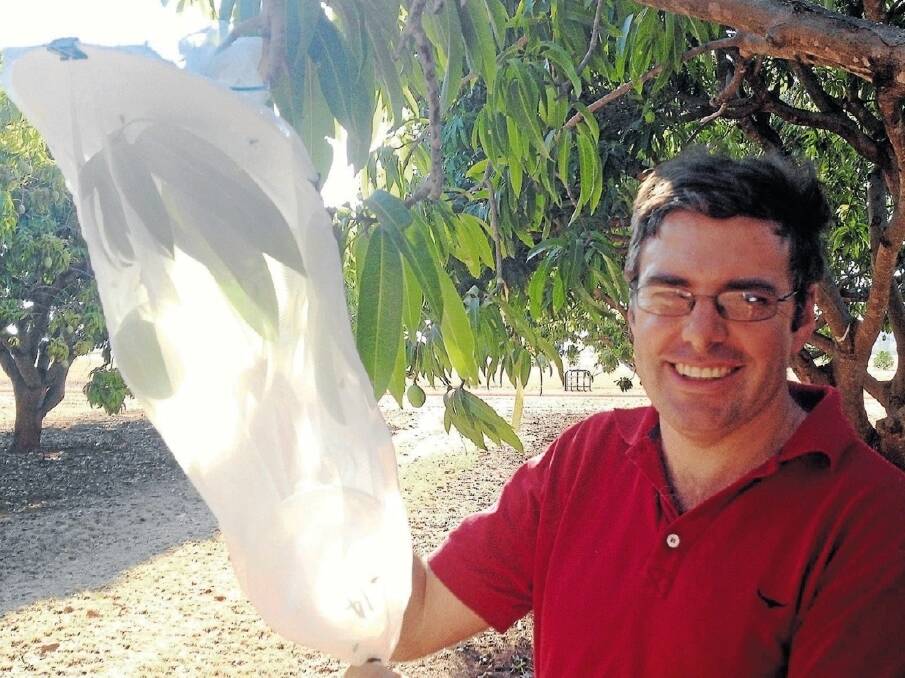 Entomologist Dr Austin McLennan says his fruit fly trials could revolutionalise the NT mango industry.