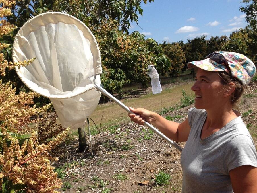 University of New England researcher Dr Romina Rader catching mango insects in a Mareeba mango orchard as part of her work monitoring the pollination rates of native insects. 